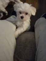 SO001, a male Maltese for sale in Bristol, VA – 5 of 6