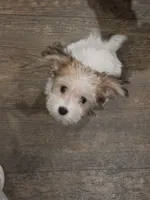 AB001, a female Morkie for sale in Bristol, VA – 4 of 6