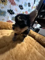 MR003, a  Yorkshire Terrier for sale in Bristol, VA – Photo 2 of 3