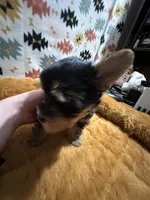 MR003, a  Yorkshire Terrier for sale in Bristol, VA – Photo 3 of 3