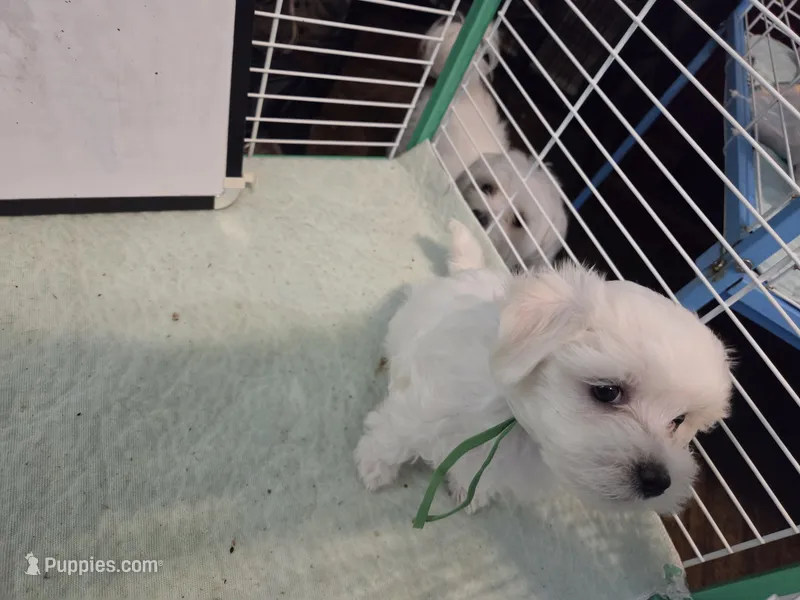 AJB004 – Maltese puppy for sale in Bristol, VA