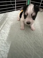 AB003, a male Morkie for sale in Bristol, VA – 3 of 5