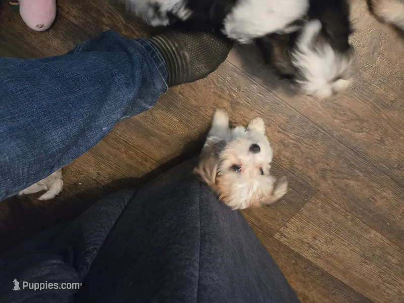 AB001 – Morkie puppy for sale in Bristol, VA