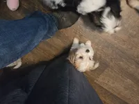 AB001, a female Morkie for sale in Bristol, VA – 1 of 6