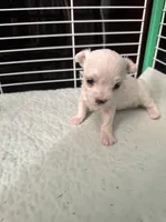 SO002, a female Maltese for sale in Bristol, VA – 5 of 6