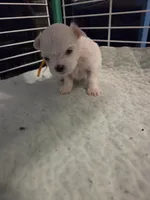 AJB002, a female Maltese for sale in Bristol, VA – 3 of 7