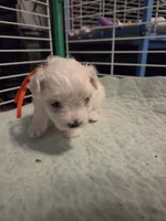 AJB001, a female Maltese for sale in Bristol, VA – 4 of 4