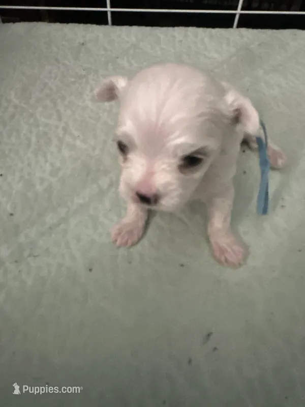 SO001 – Maltese puppy for sale in Bristol, VA