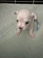 SO001, a male Maltese for sale in Bristol, VA – 1 of 4