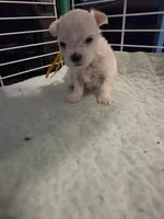 AJB002, a female Maltese for sale in Bristol, VA – 5 of 7