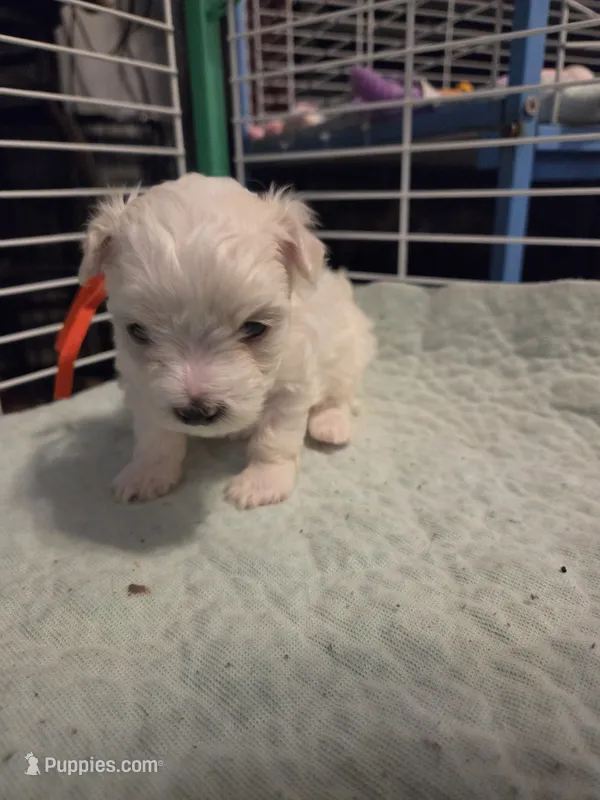 AJB001 – Maltese puppy for sale in Bristol, VA