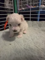 AJB001, a female Maltese for sale in Bristol, VA – 1 of 4