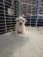 AJB004, a female Maltese for sale in Bristol, VA – 5 of 5