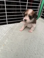 AB001, a female Morkie for sale in Bristol, VA – 2 of 4