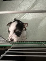 AB004, a male Morkie for sale in Bristol, VA – 3 of 4