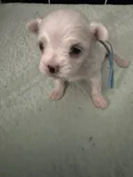 SO001, a male Maltese for sale in Bristol, VA – 4 of 4