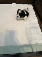 processed/8e32ea02-98fc-41e3-af30-a273ce23bec4/listing/ebda5a5e-1264-44e1-88e3-59190bda03ba/f1a1b4bd-1ea9-4284-a64d-d73b90b1211a