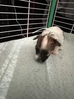 AB002, a female Morkie for sale in Bristol, VA – 2 of 4