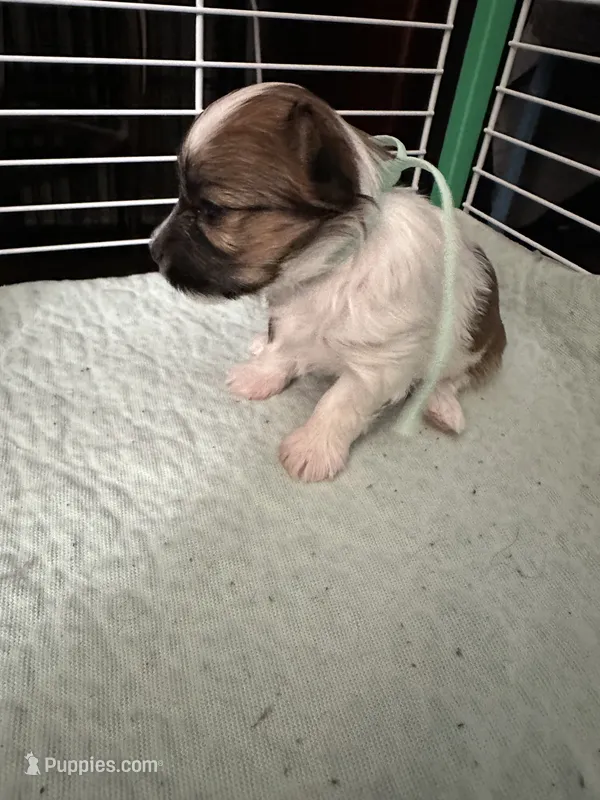 AB002 – Morkie puppy for sale in Bristol, VA