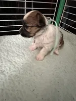 AB002, a female Morkie for sale in Bristol, VA – 1 of 4