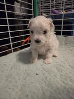 AJB001, a female Maltese for sale in Bristol, VA – 2 of 4
