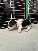 AB004, a male Morkie for sale in Bristol, VA – 4 of 4