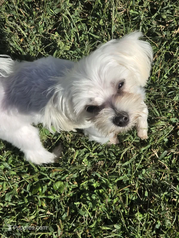 SO001 – Maltese puppy for sale in Bristol, VA