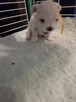 AJB002, a female Maltese for sale in Bristol, VA – 4 of 7