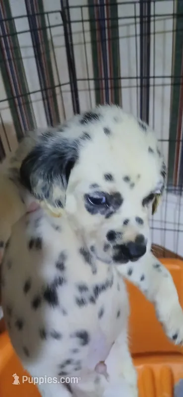 Little River – Dalmatian puppy for sale in Faison, NC