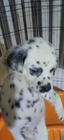Little River, a male Dalmatian for sale in Faison, NC – 1 of 4
