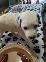 STAR, a female Dalmatian for sale in Faison, NC – 4 of 5