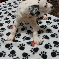 Chandler, a male Dalmatian for sale in Faison, NC – Photo 1 of 4