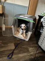 LITTLE RIVER, a male Dalmatian for sale in Faison, NC – 6 of 6