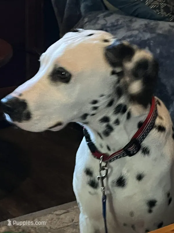LITTLE RIVER – Dalmatian puppy for sale in Faison, NC