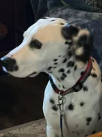 LITTLE RIVER, a male Dalmatian for sale in Faison, NC – 1 of 6