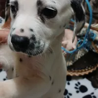 Chandler, a male Dalmatian for sale in Faison, NC – Photo 3 of 4