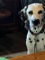 LITTLE RIVER, a male Dalmatian for sale in Faison, NC – 2 of 6