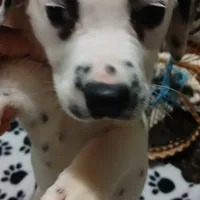 Chandler, a male Dalmatian for sale in Faison, NC – Photo 4 of 4