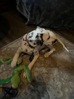 LITTLE RIVER, a male Dalmatian for sale in Faison, NC – 4 of 6
