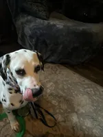 LITTLE RIVER, a male Dalmatian for sale in Faison, NC – 5 of 6