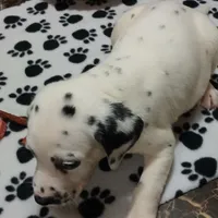 Chandler, a male Dalmatian for sale in Faison, NC – Photo 2 of 4