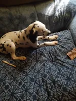 ROSEMARY, a female Dalmatian for sale in Faison, NC – 5 of 5