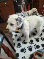 Candida , a female Dalmatian for sale in Faison, NC – 5 of 6
