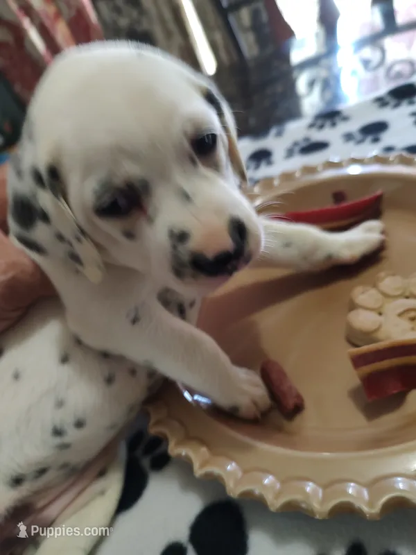 Candida  – Dalmatian puppy for sale in Faison, NC