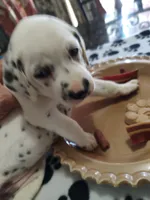 Candida , a female Dalmatian for sale in Faison, NC – 1 of 6