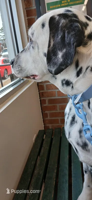MandyLan – Dalmatian puppy for sale in Faison, NC