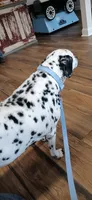 MandyLan, a female Dalmatian for sale in Faison, NC – Photo 2 of 2