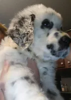 Candace long hair, a female Dalmatian for sale in Faison, NC – 2 of 3