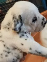  dream Weaver , a female Dalmatian for sale in Faison, NC – 2 of 3