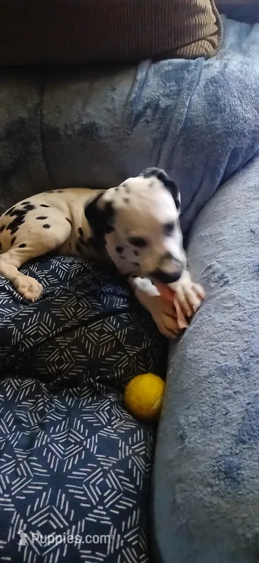 ROSEMARY – Dalmatian puppy for sale in Faison, NC
